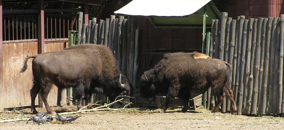 不停给对方打电话的软件