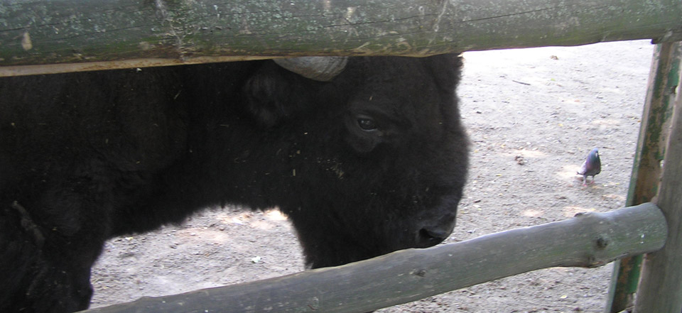 不停给对方打电话的软件